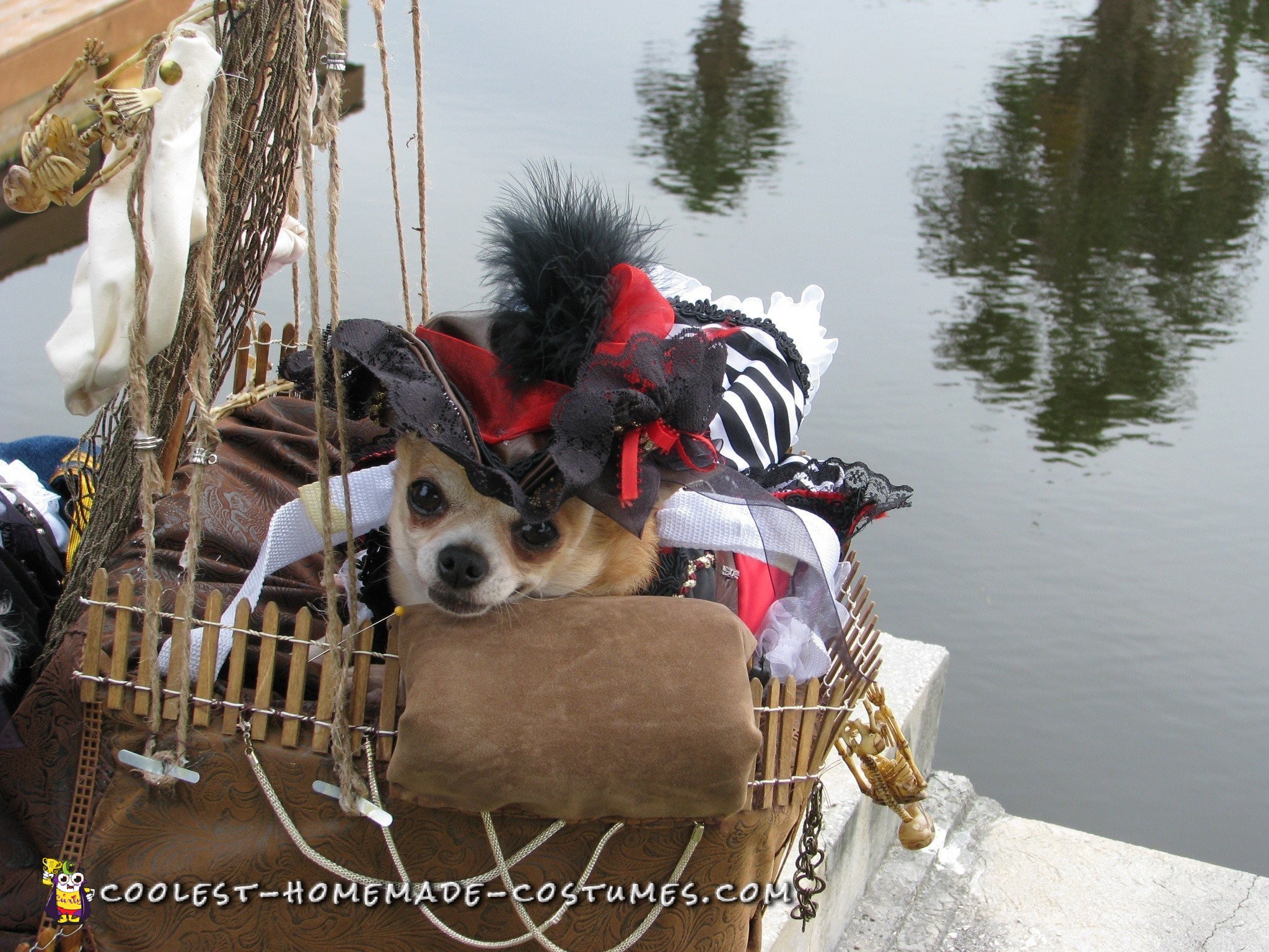 Jack Sparrow and Elizabeth Swann Dog Costumes