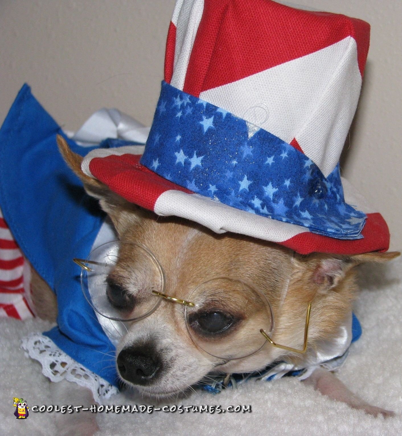 Homemade Dog Costume: Tequila Rose For President