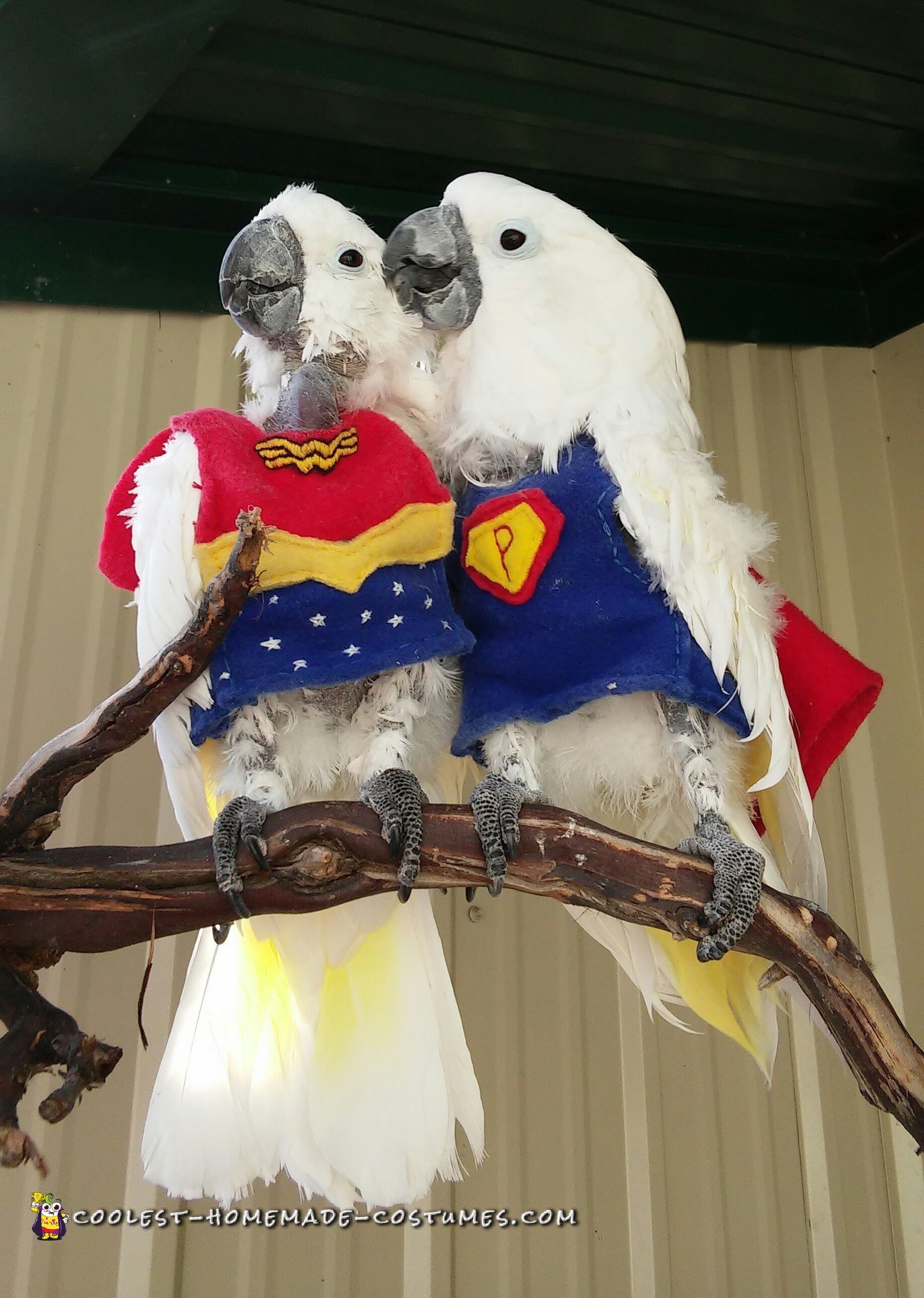 Super Parrot and Wonder Bird Save the Day