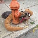 Dog Eaten by Rattlesnake Costume