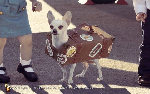 Pan Am Crew Toddler Costumes with Chihuahua