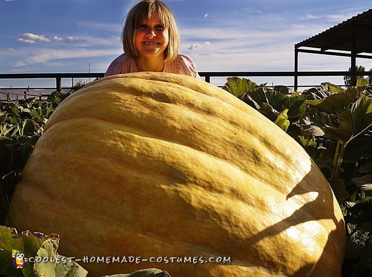 Our 514.5 pound Great Pumpkin grown in our pumpkin patch