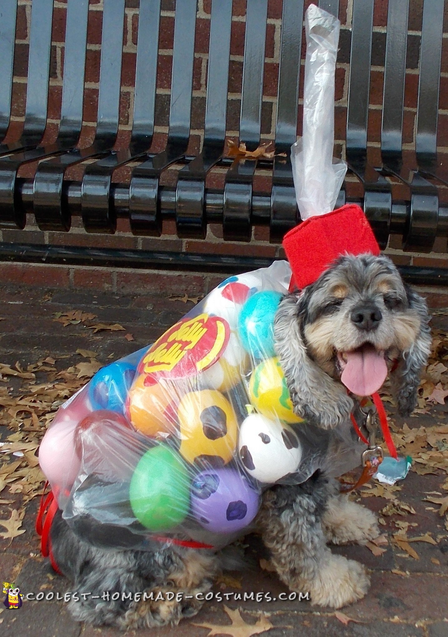 Awesome Bag of Jelly Belly Beans DIY Dog  Costume 