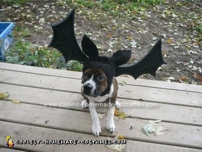 Homemade Bat Dog Costume