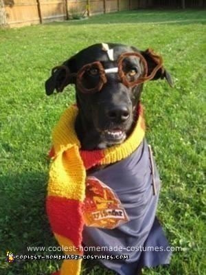 Homemade Harry Potter Pet Costume