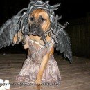 Homemade Medusa Dog Unique Halloween Costume Idea