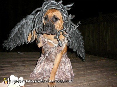 Homemade Medusa Dog Unique Halloween Costume Idea