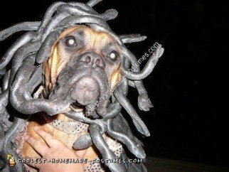 Homemade Medusa Dog Unique Halloween Costume Idea