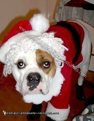 Homemade Santa Clause Dog Costume