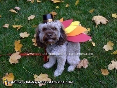 Homemade Turkey Dog Costume