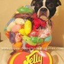 A bag of Jelly Belly Jelly Beans!