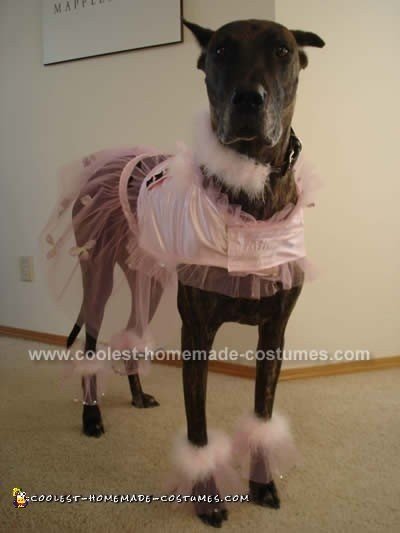 Dog Halloween Costumes