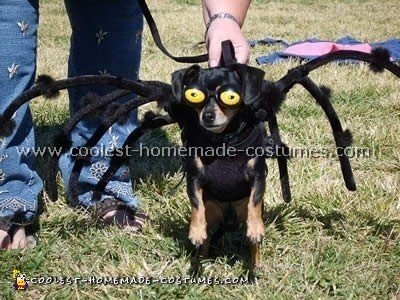 Dog Halloween Costumes