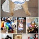 funny dog costumes