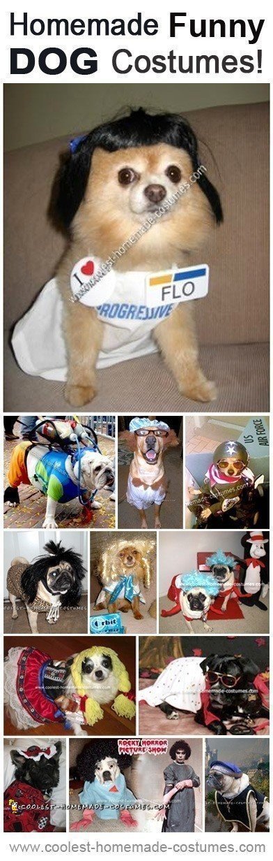 funniest funny dogs in costumes