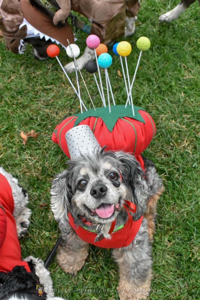 Adorable Home-Sewn Pincushion Costume for a Dog