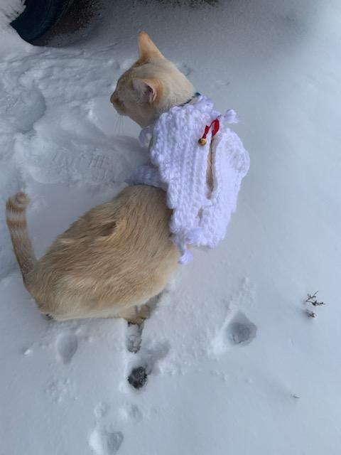 Hand crocheted angel cat